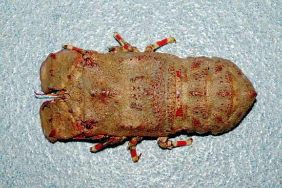  Scyllarides nodifer (Ridged Slipper Lobster)